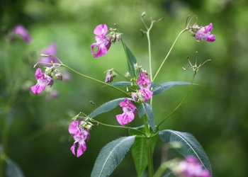 Drüsiges Springkraut (Impatiens glandulifera) - © Emanuel Trummer